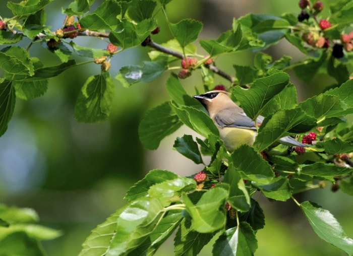 10 arbres qui causent des problèmes dans votre jardin