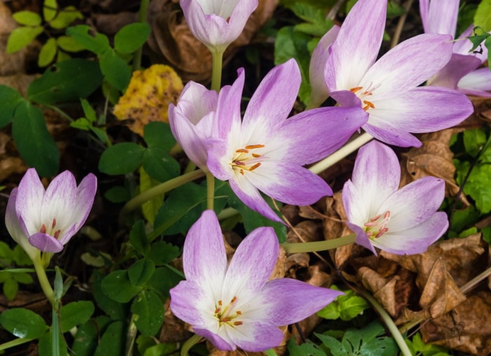 20 fleurs audacieuses et magnifiques qui fleurissent en automne