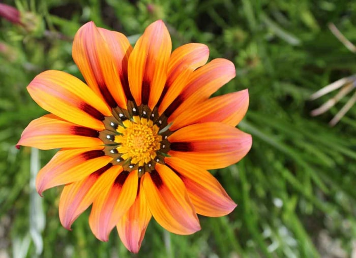 14 fleurs durables pour votre jardin