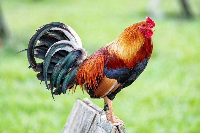 iStock-1131906556 prix des œufs élevage de poules coq sur piquet de clôture