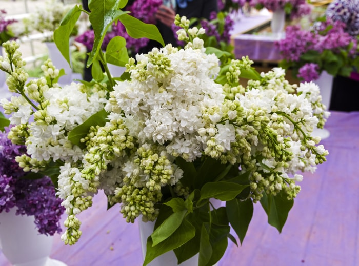 variétés de lilas