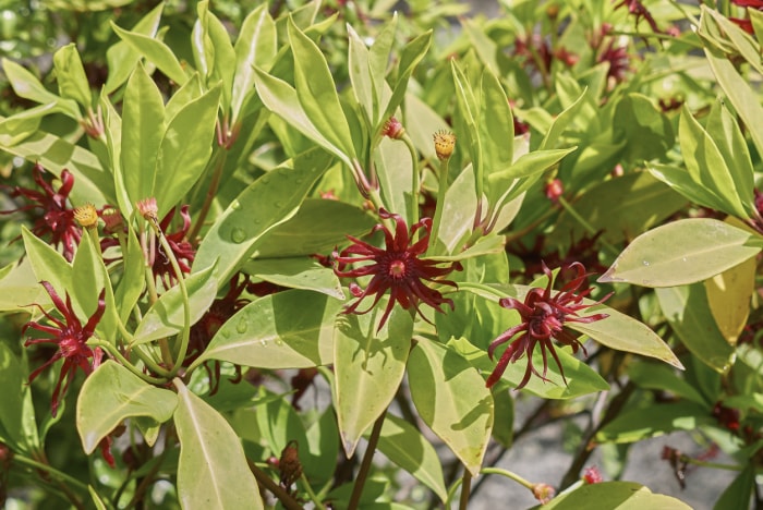 Illicium floridanum en fleurs