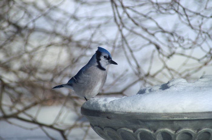 Nourrir les oiseaux en hiver