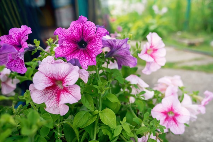 Fleurs de pétunia poussant dans un jardin familial en juin.