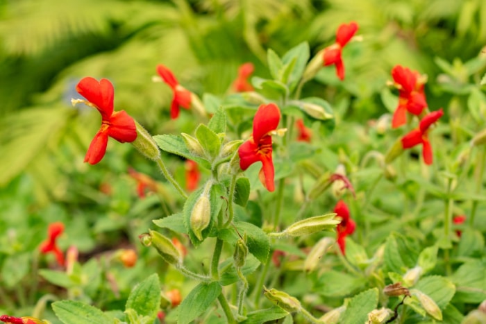 Plante à petites fleurs rouges.