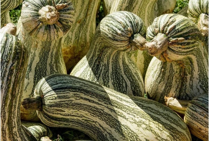 Jardin des trois sœurs d'Amazon Everwilde Farms Citrouille rayée verte Cushaw