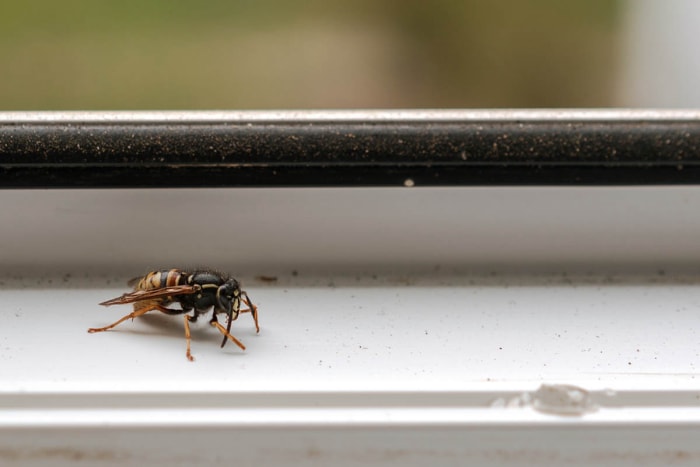 Des piqûres mais aucun signe d'insectes