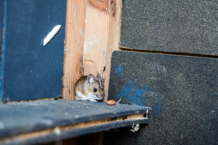 une petite souris brune dans le coin d'un grenier