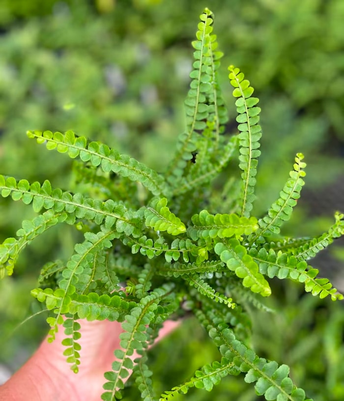 Une personne tenant une fougère à boutons de citron en pot pour les terrariums d'intérieur.