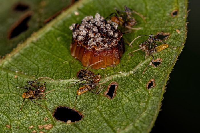 Assassin Bug Nymphes avec œufs