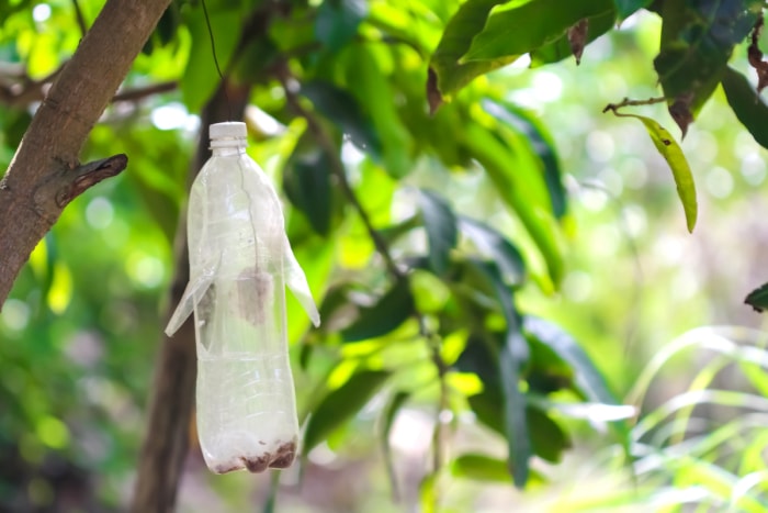 Piège à insectes en bouteille en plastique avec rabats en forme de U suspendu à un arbre.