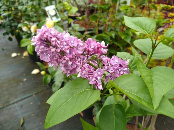 variétés de lilas