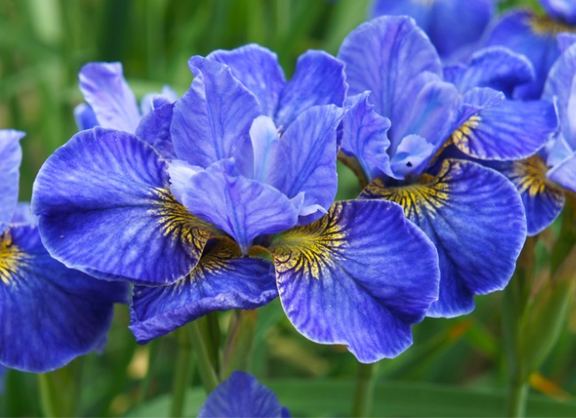 fleurs à l'ancienne