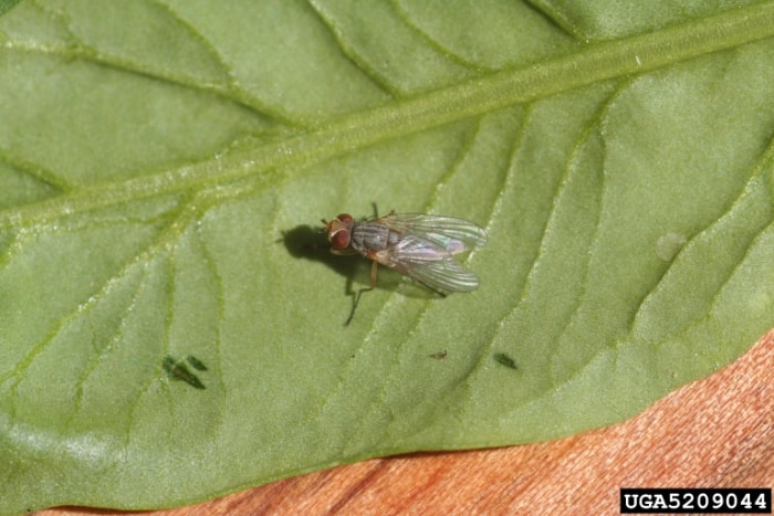 Une mouche pond des œufs de mineuse sur une feuille d'épinard.