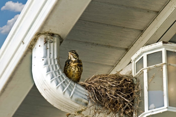 Un oiseau avec son nid construit sous l'avant-toit d'une maison.