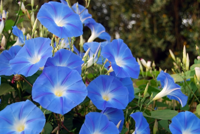 Fleurs d'ipomée bleues