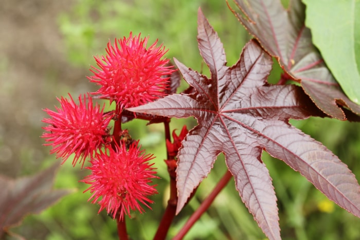 Fleurs de ricin rouge