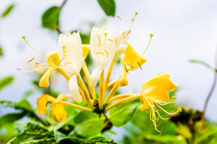 vue rapprochée d'une fleur jaune de chèvrefeuille à parfum avec de longs pétales jaunes