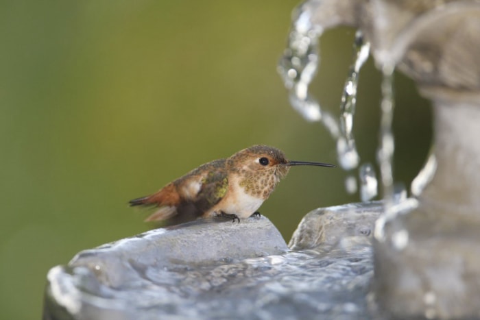 Comment attirer les colibris avec des pièces d'eau