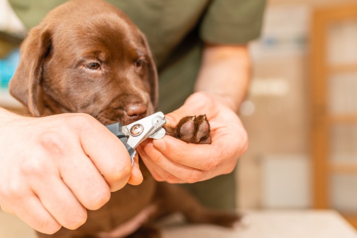 iStock-1404348373 dirty paw tricks Veterinarian specialist holding puppy labrador dog, process of cutting dog claw ongles of a small breed dog with a nail clipper