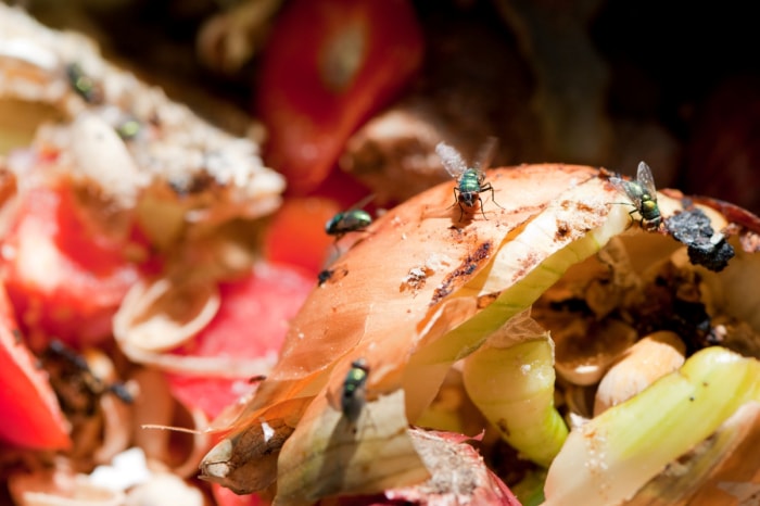 Plusieurs mouches sur des légumes en décomposition dans un bac à compost.