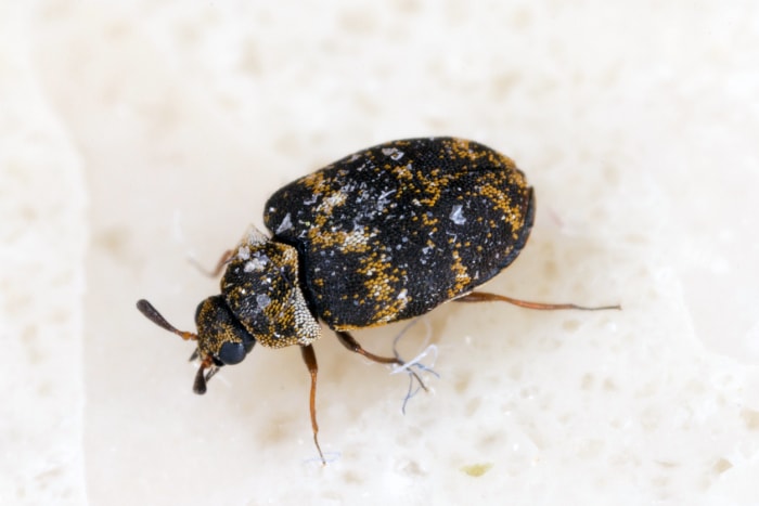 coléoptère noir moucheté près d'un comptoir blanc