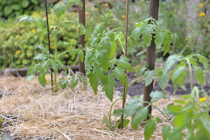 Un potager avec du paillis de paille autour des plants de tomates.