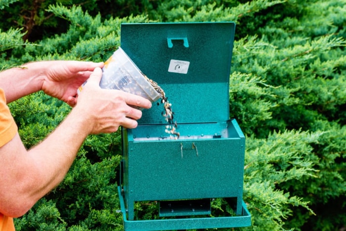 Revue des meilleures mangeoires pour les cardinaux