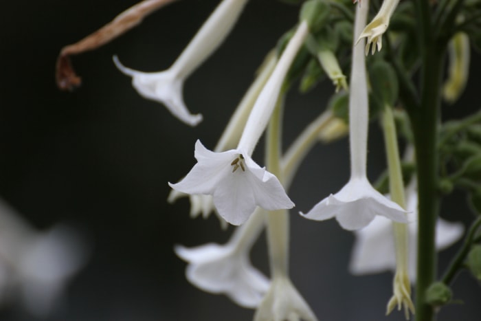 fleurs d'ombre