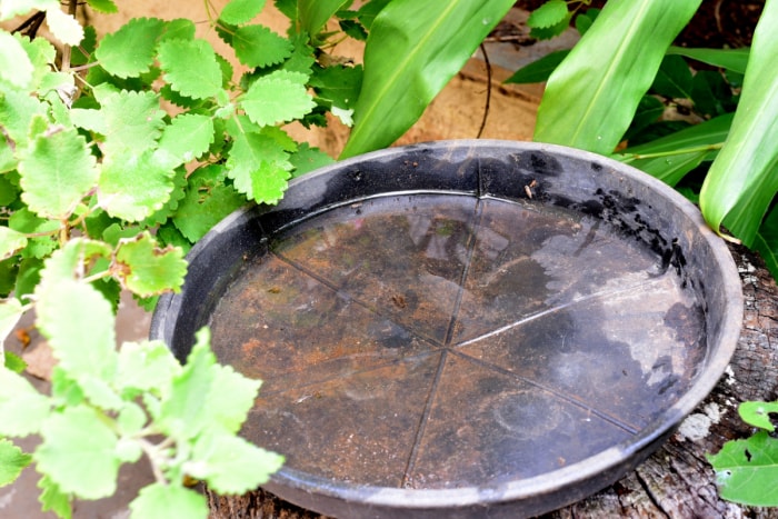 Eau stagnante dans un bol en plastique