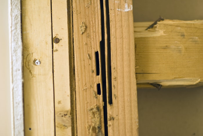 Les excréments de fourmis charpentières sur le bois endommagé à l'intérieur d'un mur de salle de bain indiquent une infestation.