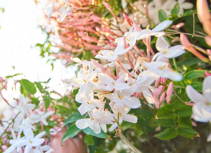 Plantes grimpantes en fleurs : 8 remèdes pour le jardin commun