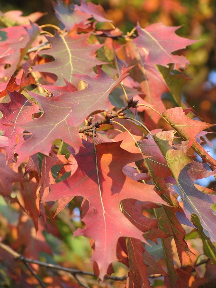 Les meilleurs arbres à planter pour le feuillage d'automne