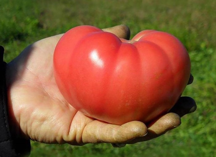 Le jardin indestructible : 15 légumes et herbes aromatiques qui s'épanouiront dans votre espace