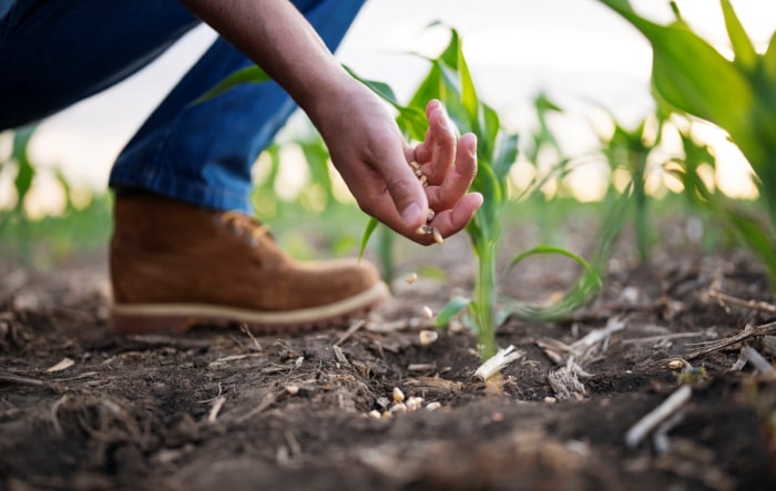 comment faire pousser du maïs - personne qui plante du maïs