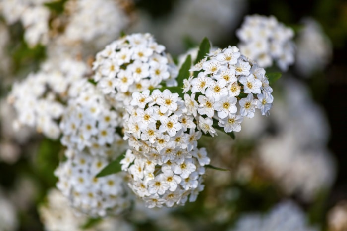 Gros plan d'une plante de spirée avec une grappe de petites fleurs blanches.