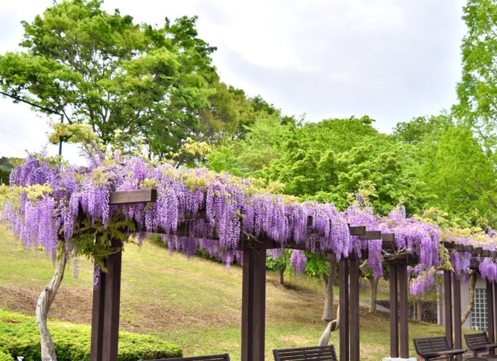 Plantes grimpantes en fleurs : 8 remèdes pour le jardin commun