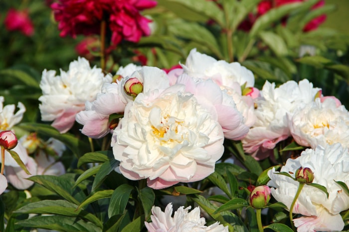 Pivoines poussant dans une maison plantée en septembre