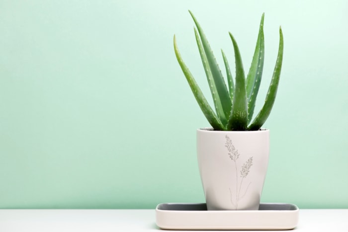 Plante d'aloe vera en pot