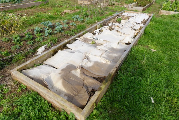 Le sol d'un lit de jardin surélevé en bois est recouvert d'une couche de carton dans le cadre du processus de paillage en feuille.