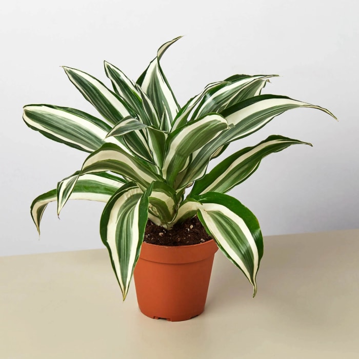 Plante de dracaena avec des feuilles rayées blanches