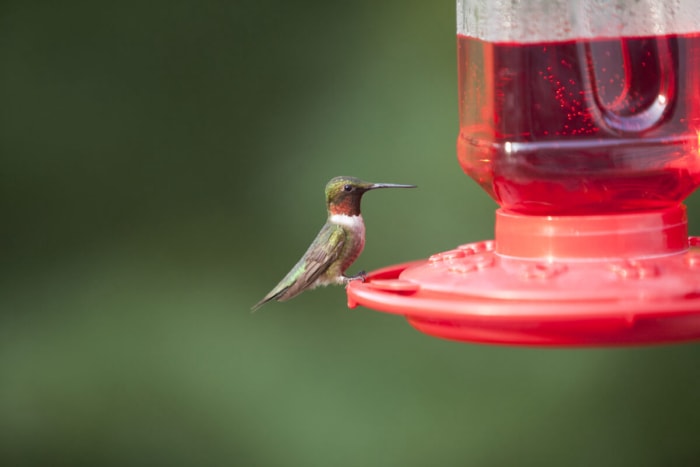 Attirez plus de colibris dans votre jardin en évitant ces 10 erreurs courantes