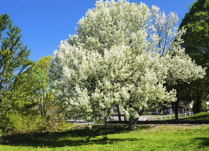 10 arbres qui causent des problèmes dans votre jardin