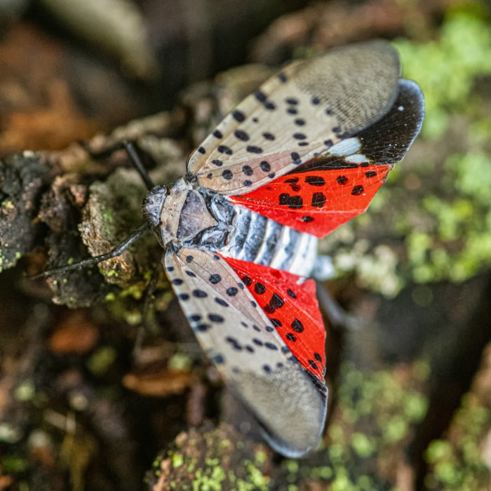 iStock-1277172168 worst pests spotted lanternflies.jpg