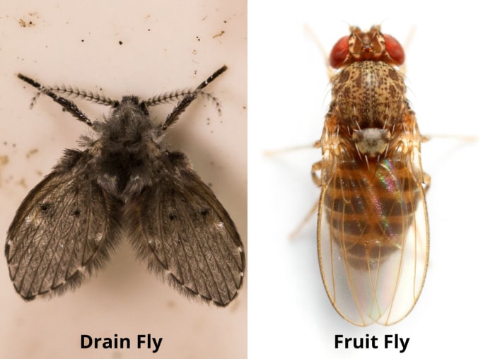 Mouche de la teigne (à gauche) et mouche des fruits (à droite)