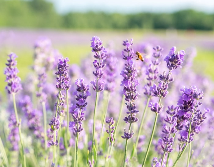 Une abeille s'approche des fleurs violettes de lavande.