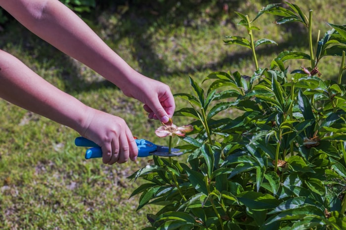 Une personne en train d'enlever les fleurs fanées d'un buisson de pivoines.