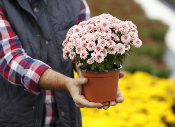 7 plantes d'intérieur aux bienfaits secrets pour la santé