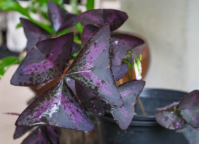 Comptez sur ces 25 plantes d'intérieur pour une couleur facile toute l'année