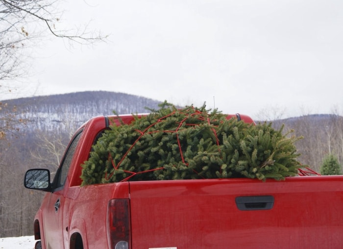 Le miracle de Noël : 8 solutions simples pour tous vos problèmes d'arbres